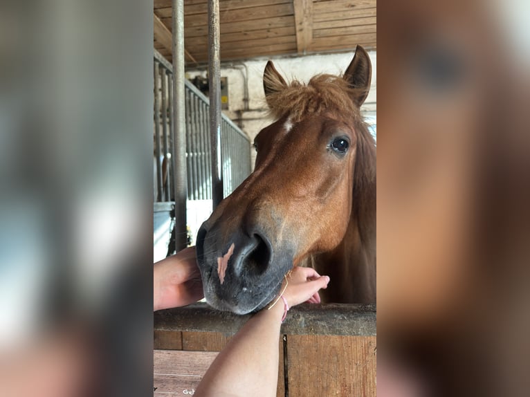 Icelandic Horse Gelding 18 years 14.1 hh Chestnut-Red in GrasbrunnGrasbrunn
