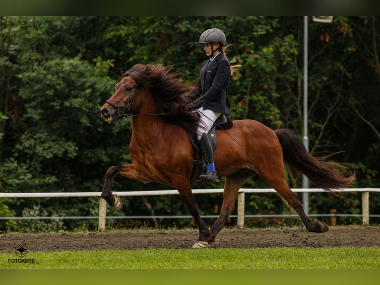 Icelandic Horse Gelding 18 years 14.2 hh Bay-Dark in Gerasdorf am Steinfeld