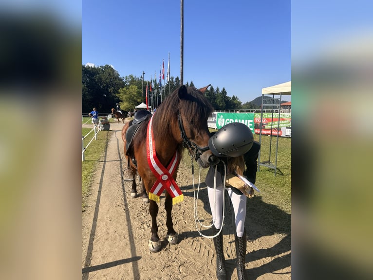 Icelandic Horse Gelding 18 years 14.2 hh Bay-Dark in Gerasdorf am Steinfeld