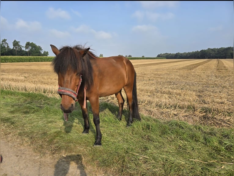 Icelandic Horse Gelding 18 years 14 hh Brown in Neustadt am R&#xFC;benberge