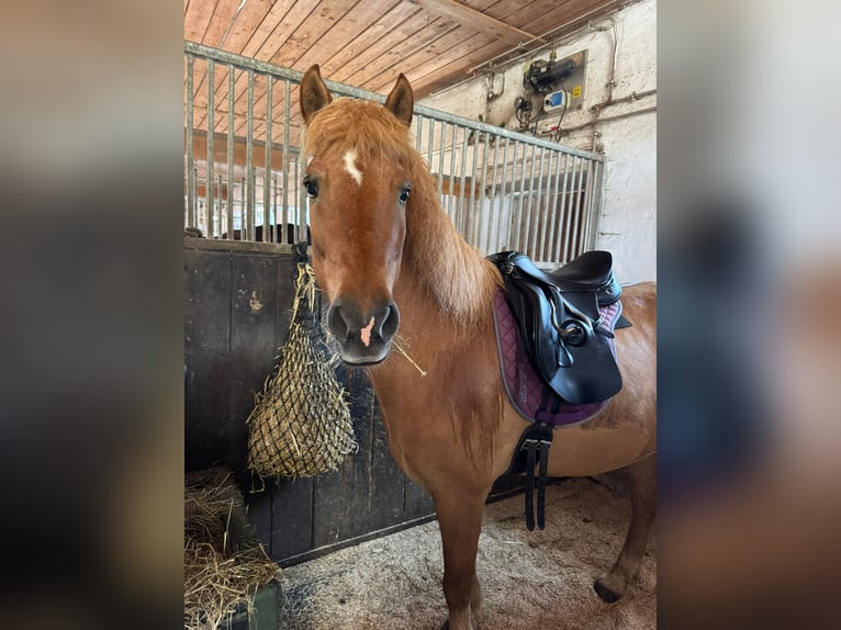 Icelandic Horse Gelding 18 years 14,1 hh Chestnut-Red in GrasbrunnGrasbrunn