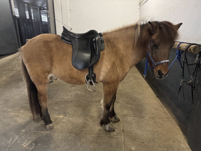 Icelandic Horse Gelding 18 years 14,1 hh Dun in Much