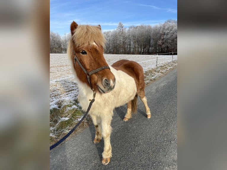 Icelandic Horse Gelding 18 years Pinto in Neuenkirchen Melle