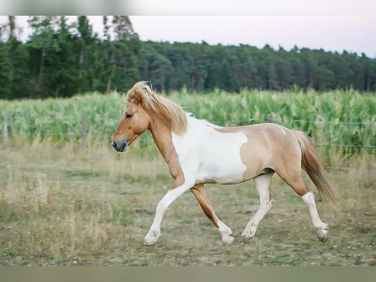 Icelandic Horse Gelding 19 years 12,3 hh  in Spalt