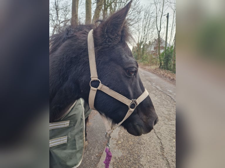 Icelandic Horse Mix Gelding 19 years 13.1 hh Black in Köln