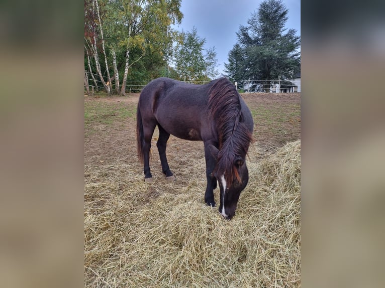 Icelandic Horse Gelding 19 years 13,2 hh Smoky-Black in Kevelaer