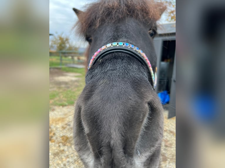 Icelandic Horse Gelding 19 years 14.1 hh Black in Kettlasbrunn