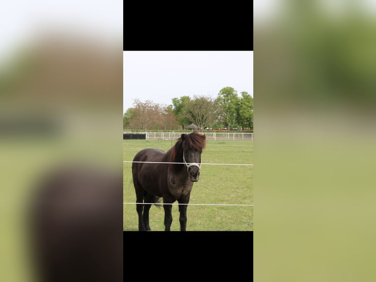 Icelandic Horse Gelding 19 years 14.1 hh Black in Kettlasbrunn
