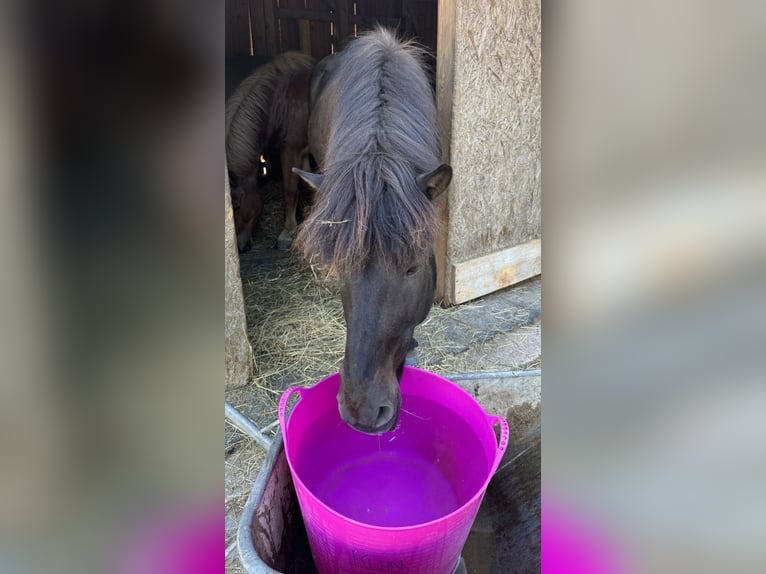 Icelandic Horse Gelding 19 years 14.1 hh Black in Kettlasbrunn
