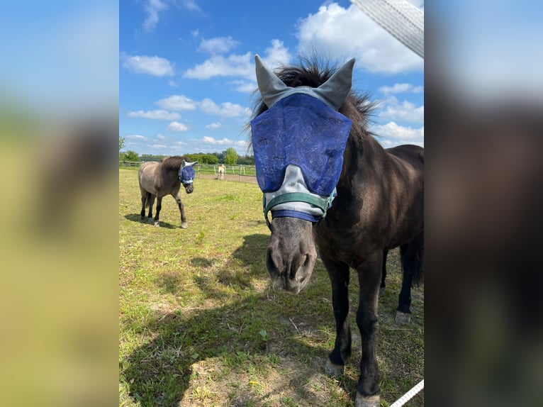 Icelandic Horse Gelding 19 years 14.1 hh Black in Kettlasbrunn