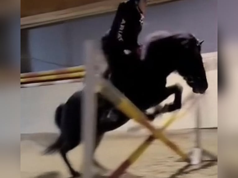 Icelandic Horse Gelding 19 years 14.1 hh Black in Kettlasbrunn