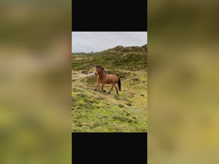 Icelandic Horse Gelding 19 years 14.1 hh Brown in Henne
