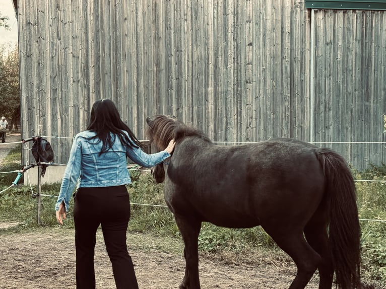 Icelandic Horse Gelding 19 years 14,1 hh Black in Kettlasbrunn