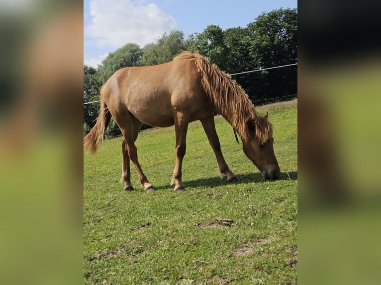 Icelandic Horse Mix Gelding 1 year 13 hh Chestnut-Red in Roggentin Icelandic Horse Mix Gelding 1 year 13 hh Chestnut-Red in Roggentin
