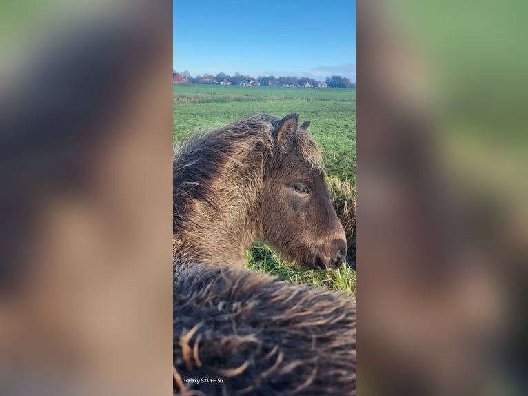 Icelandic Horse Gelding 1 year 14,1 hh in Mildam