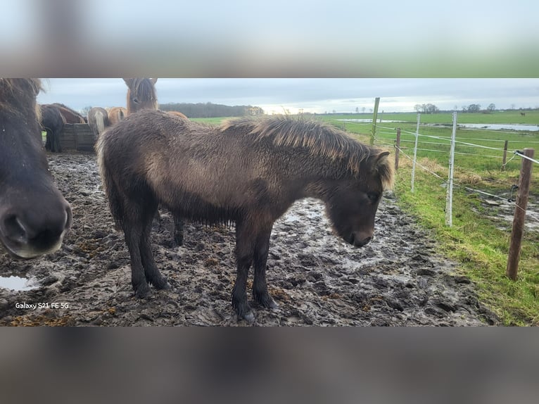 Icelandic Horse Gelding 1 year 14,1 hh in Mildam