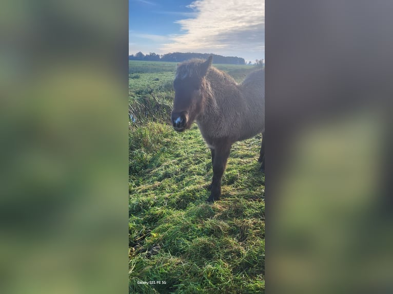 Icelandic Horse Gelding 1 year 14,1 hh in Mildam