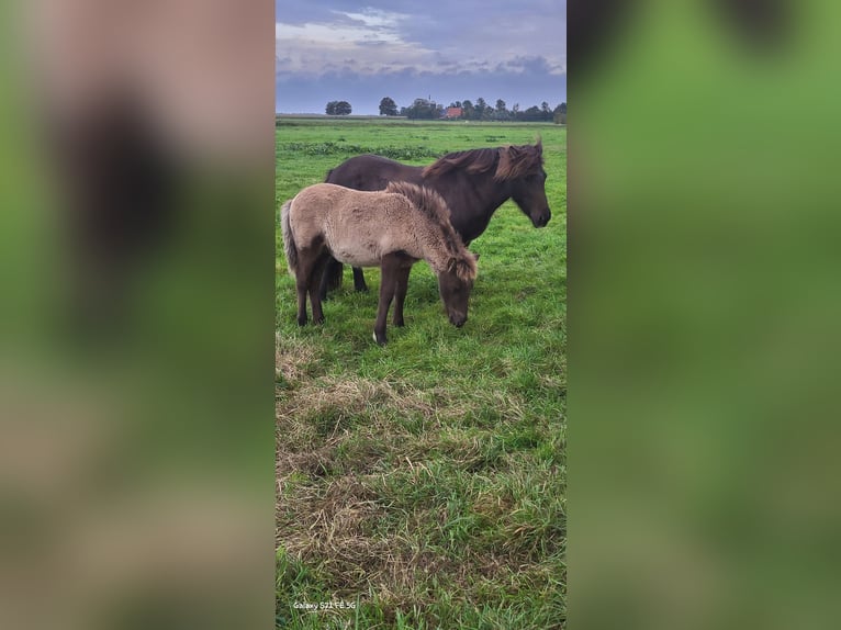 Icelandic Horse Gelding 1 year 14,1 hh in Mildam