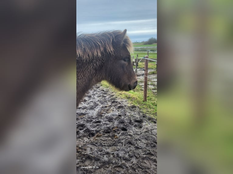 Icelandic Horse Gelding 1 year 14,1 hh in Mildam