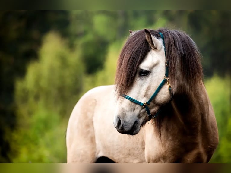 Icelandic Horse Gelding 1 year Brown in Greifenburg