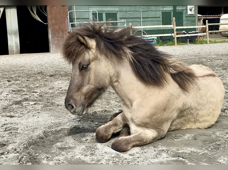 Icelandic Horse Gelding 1 year Dun in Gaißau