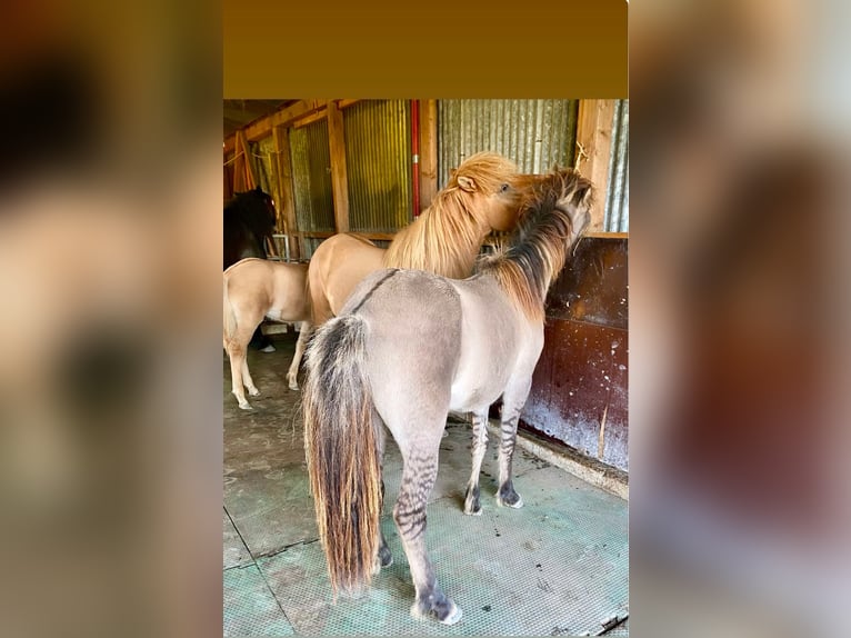 Icelandic Horse Gelding 1 year Dun in Gaißau