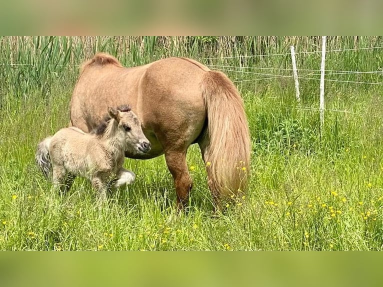 Icelandic Horse Gelding 1 year Dun in Gaißau