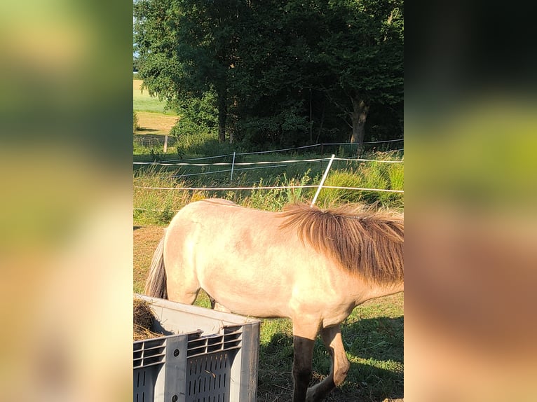 Icelandic Horse Gelding 1 year Pinto in Seevetal