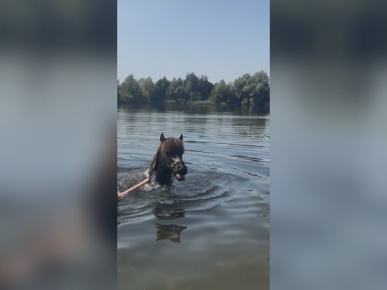 Icelandic Horse Gelding 20 years 13.2 hh Black in Isernhagen