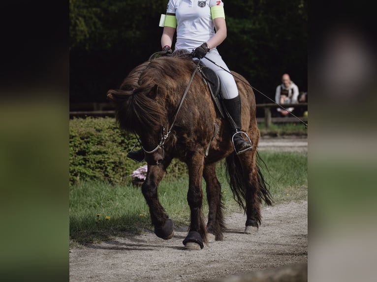 Icelandic Horse Gelding 20 years 13.2 hh Black in Isernhagen