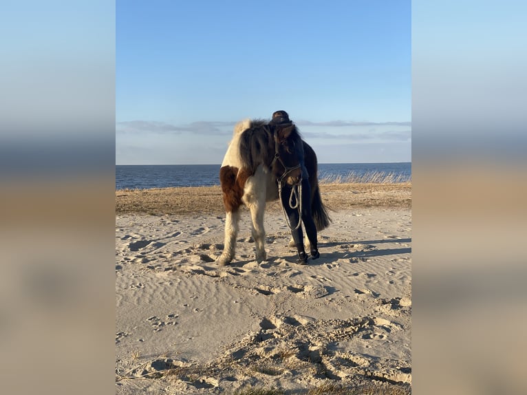 Icelandic Horse Gelding 20 years 13,2 hh Pinto in Otterndorf