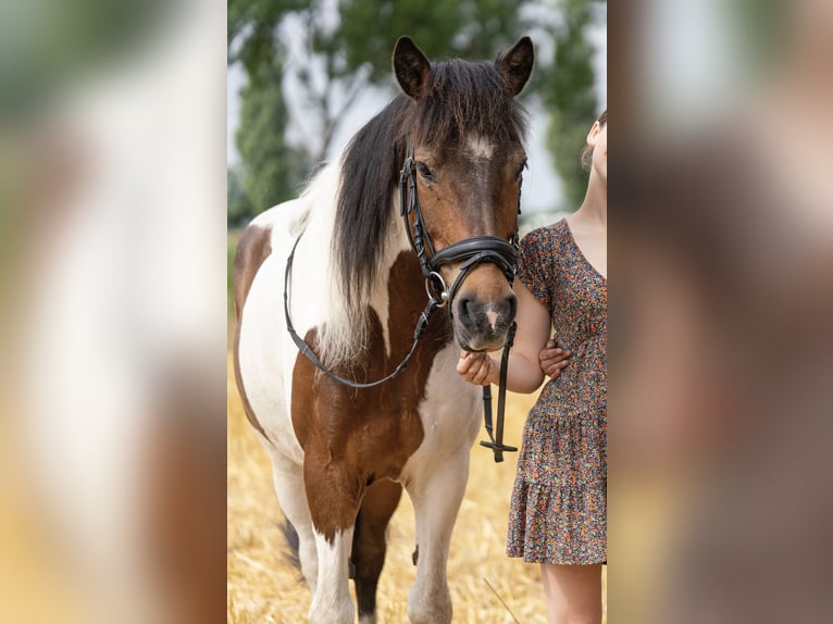 Icelandic Horse Gelding 20 years 13,2 hh Pinto in Otterndorf