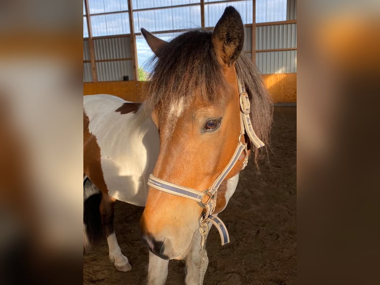 Icelandic Horse Gelding 20 years 13,2 hh Pinto in Otterndorf