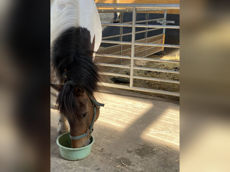 Icelandic Horse Gelding 20 years 13,2 hh Pinto in Otterndorf