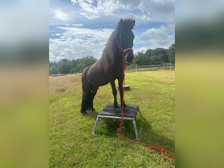 Icelandic Horse Gelding 20 years 13,3 hh Dun in Kayhude