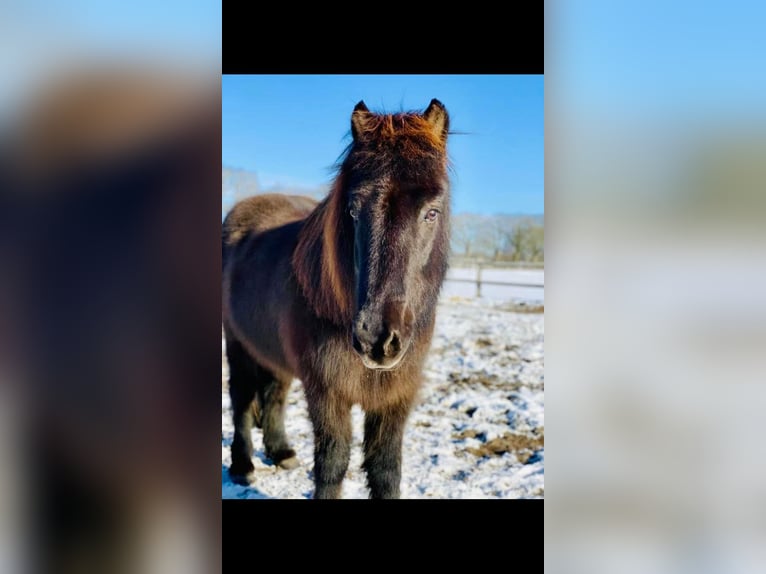 Icelandic Horse Gelding 20 years 13,3 hh Dun in Kayhude