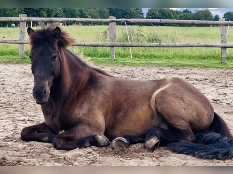 Icelandic Horse Gelding 20 years 13,3 hh Dun in Kayhude