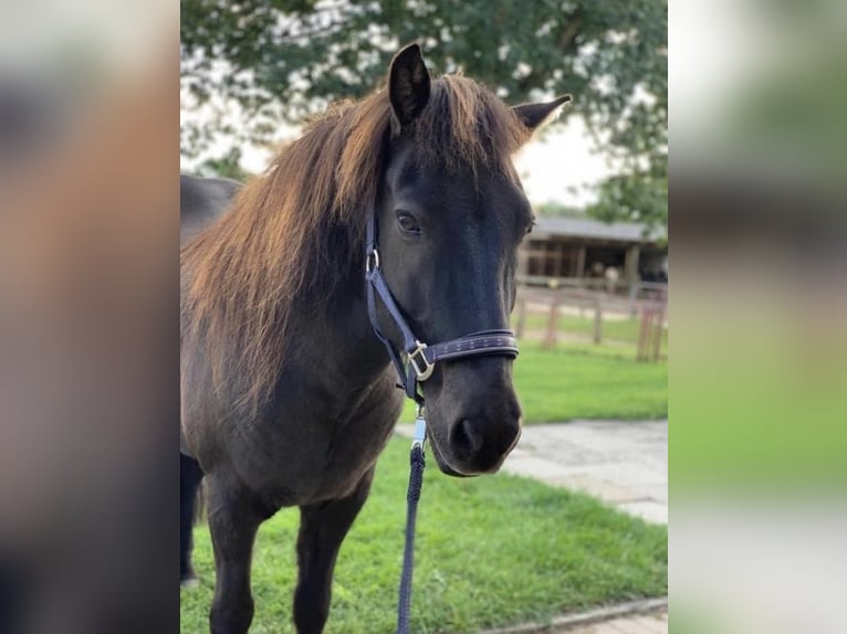 Icelandic Horse Gelding 20 years 13,3 hh Dun in Kayhude