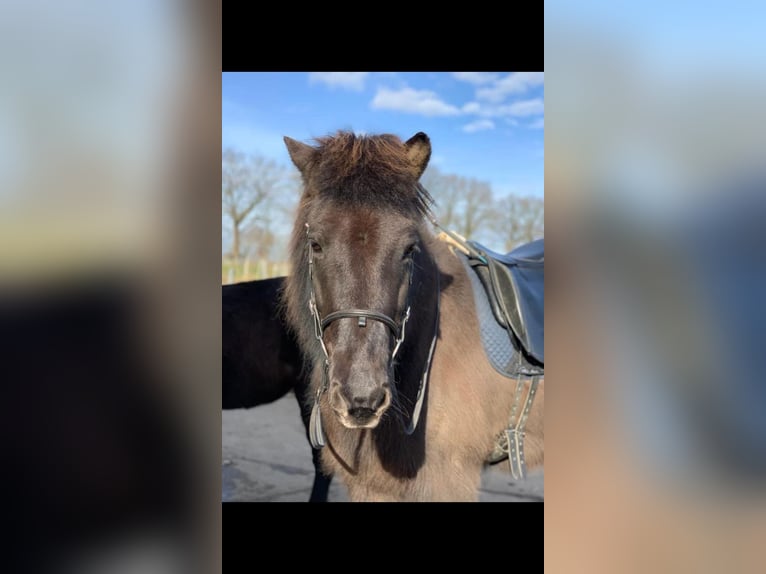 Icelandic Horse Gelding 20 years 13,3 hh Dun in Kayhude