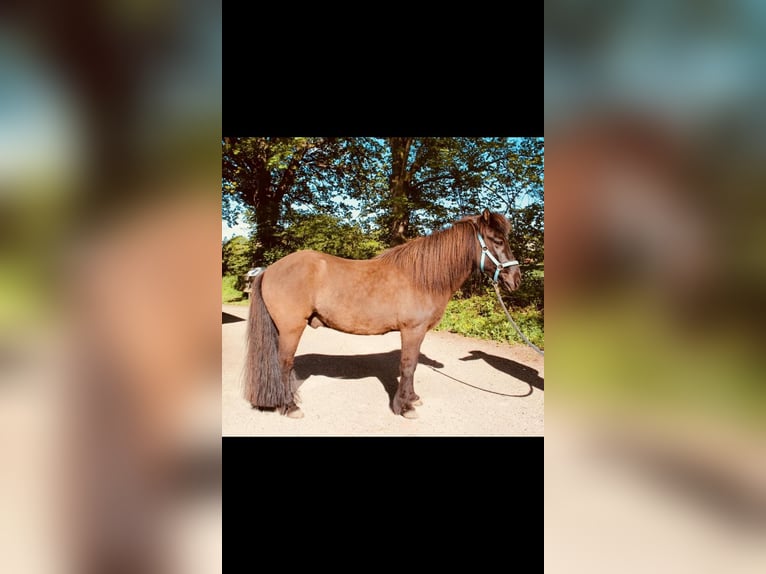 Icelandic Horse Gelding 20 years 13,3 hh Dun in Kayhude