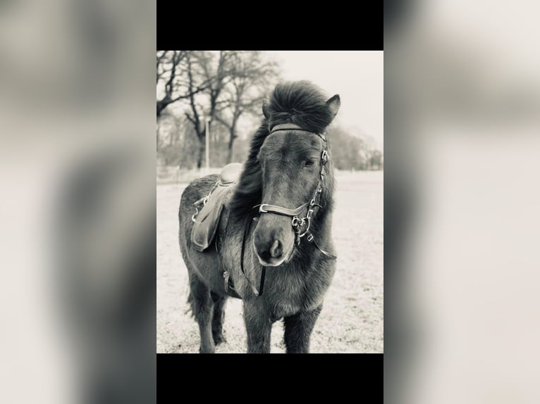 Icelandic Horse Gelding 20 years 13,3 hh Dun in Kayhude