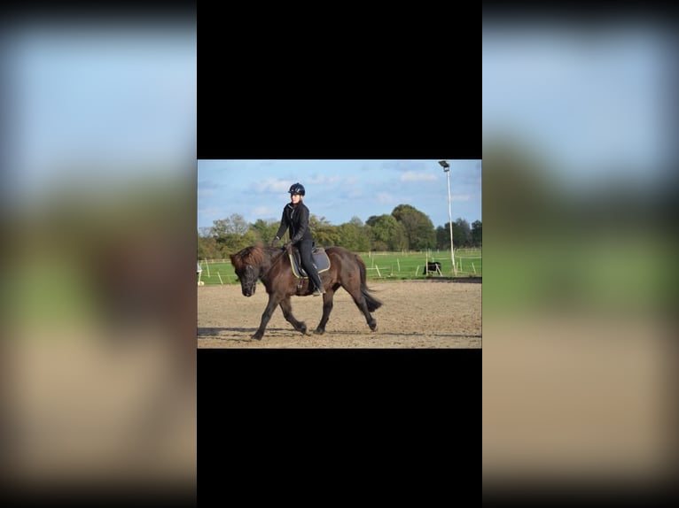 Icelandic Horse Gelding 20 years 13,3 hh Dun in Kayhude