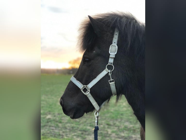 Icelandic Horse Gelding 20 years 14.2 hh Black in Lünen