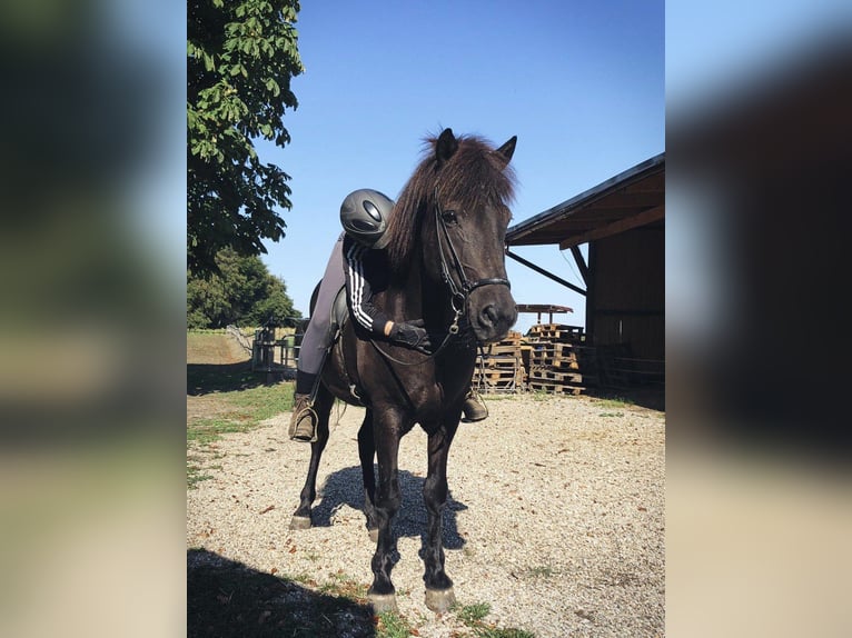 Icelandic Horse Gelding 20 years 14.2 hh Black in Lünen