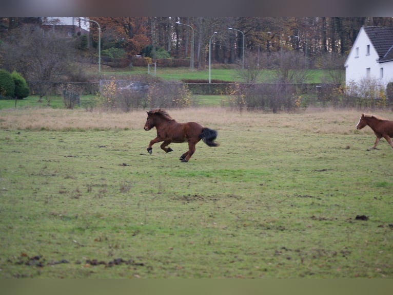 Icelandic Horse Gelding 21 years 13,1 hh Bay in Hagen