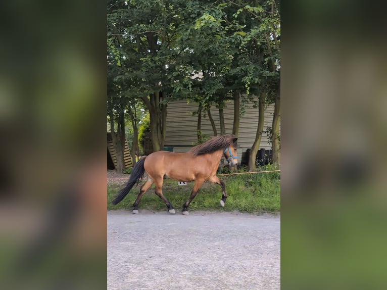 Icelandic Horse Gelding 21 years 13,1 hh Bay in Hagen