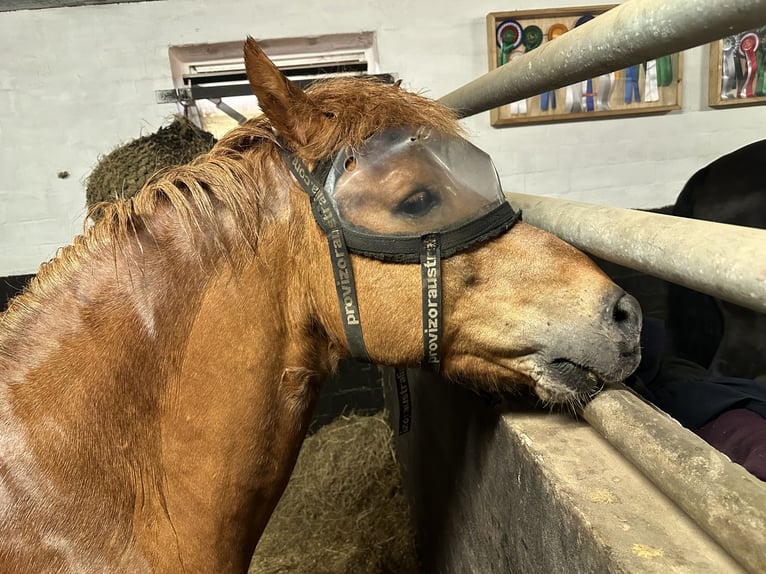 Icelandic Horse Gelding 22 years 13.3 hh Chestnut-Red in Panten