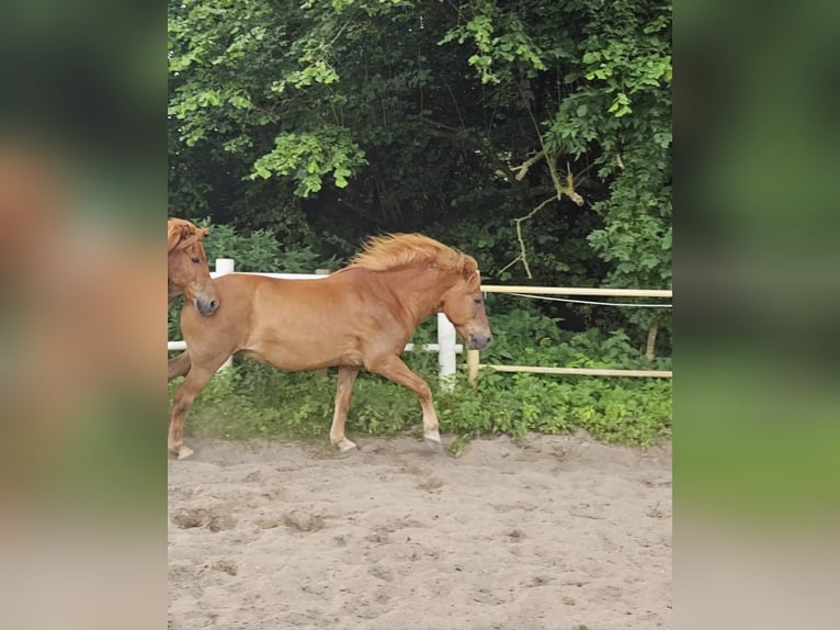 Icelandic Horse Gelding 22 years 13.3 hh Chestnut-Red in Panten