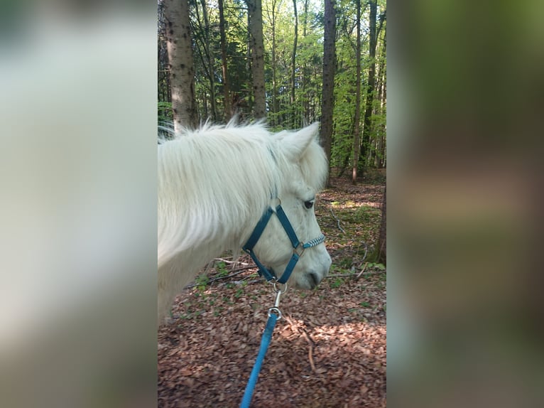 Icelandic Horse Gelding 22 years 13 hh Grey in Gauting
