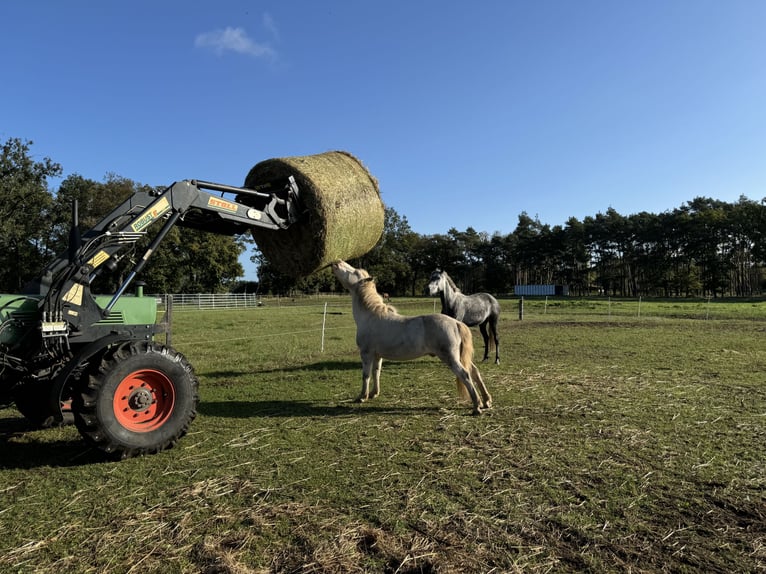 Icelandic Horse Mix Gelding 23 years 12,2 hh Cremello in Ribbesbüttel